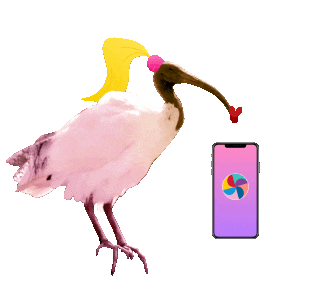 Ibis with phone